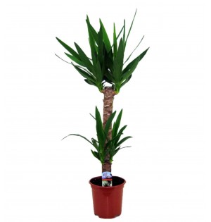 2'li Yucca
